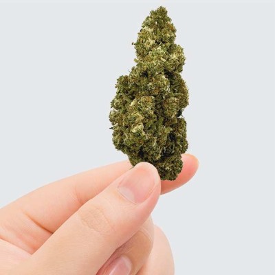 Fleur de CBD l'Orange Bud 11%